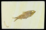 Fossil Fish (Knightia) - Green River Formation #133963-1
